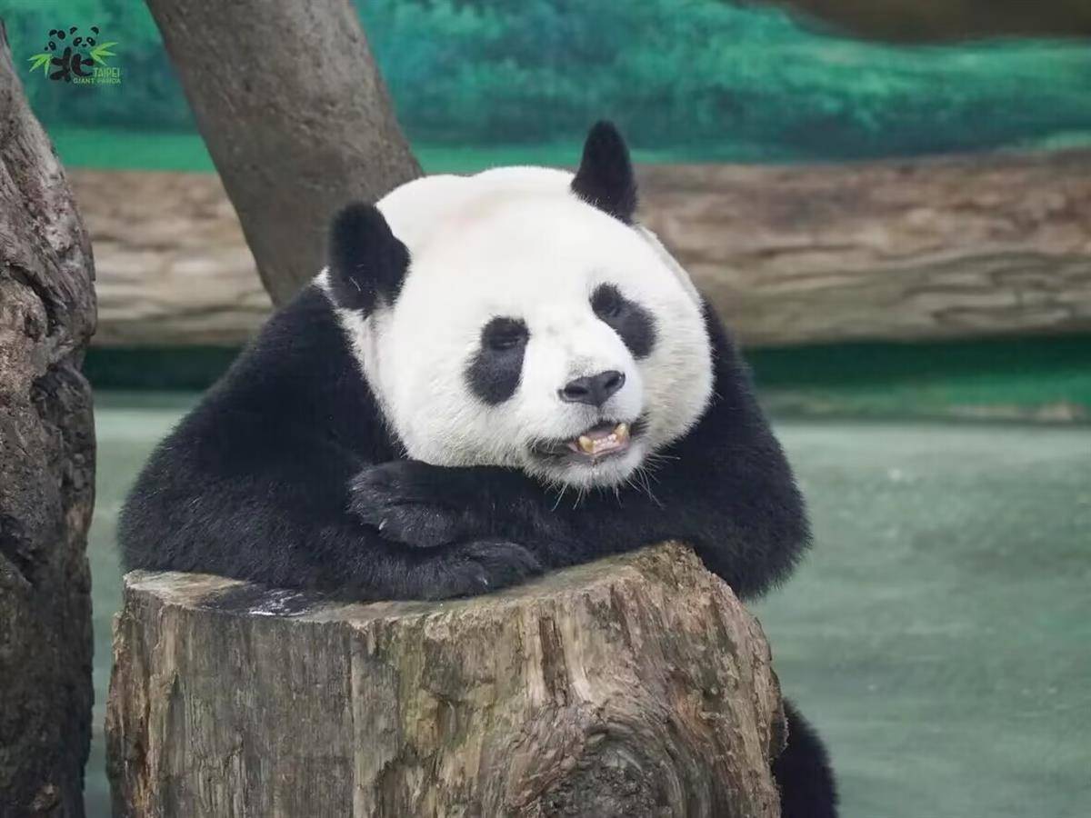 大熊猫"团团"遗体将被做成标本,台北动物园:"圆圆"情况非常正常_台湾