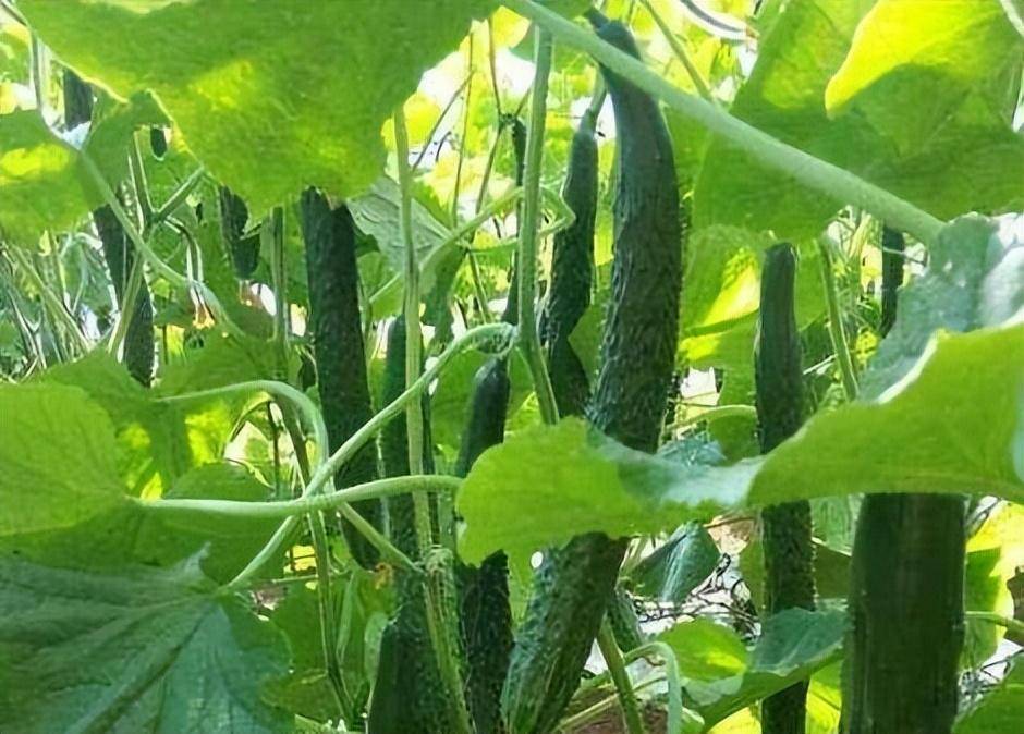 黄瓜产量为什么上不去(什么黄瓜产量高)