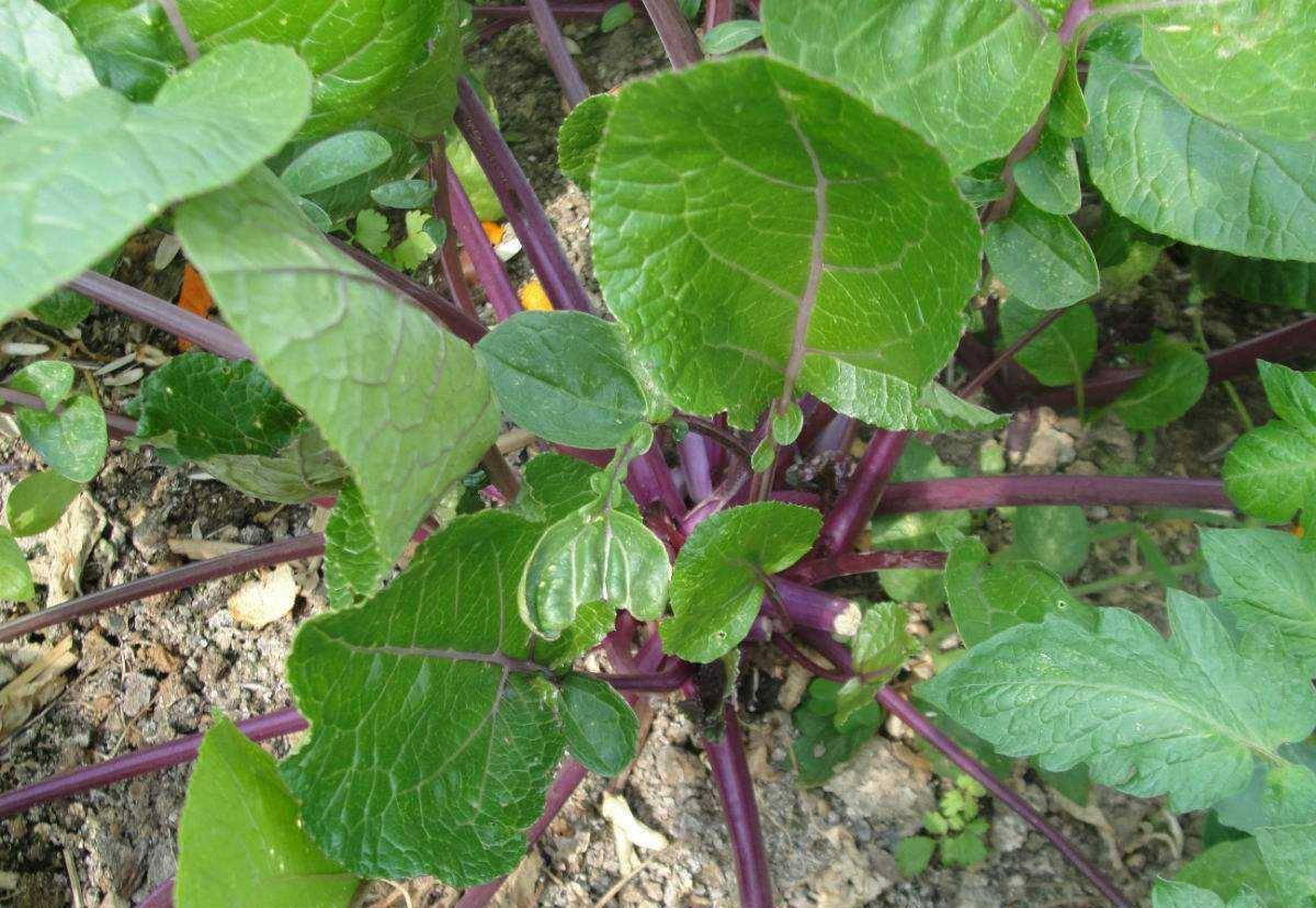 红菜苔的种植技术和管理,美味总是来得不容易_菜苗_苗床_品种