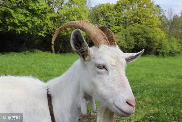 乳房_乳头_进行