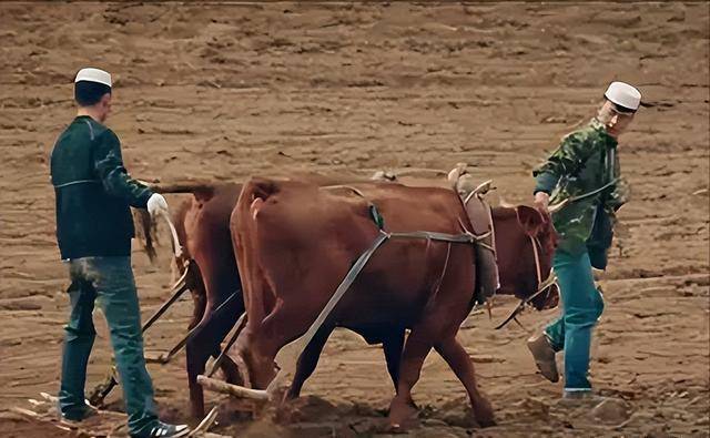 爱情最好的样子:《红花绿叶》中,残疾男人和美貌女人的相濡以沫_阿西