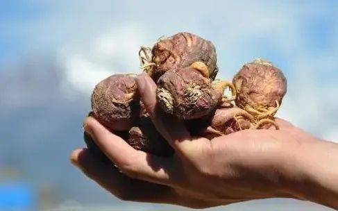 玛咖|荷尔蒙的永动机,也是植物界的艾司唑仑_睡眠_男性_人体