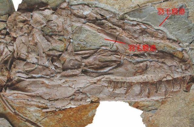 霸王龙到底长啥样,哥斯拉:你就是个弟弟,咋还长毛了_动物_科学家们