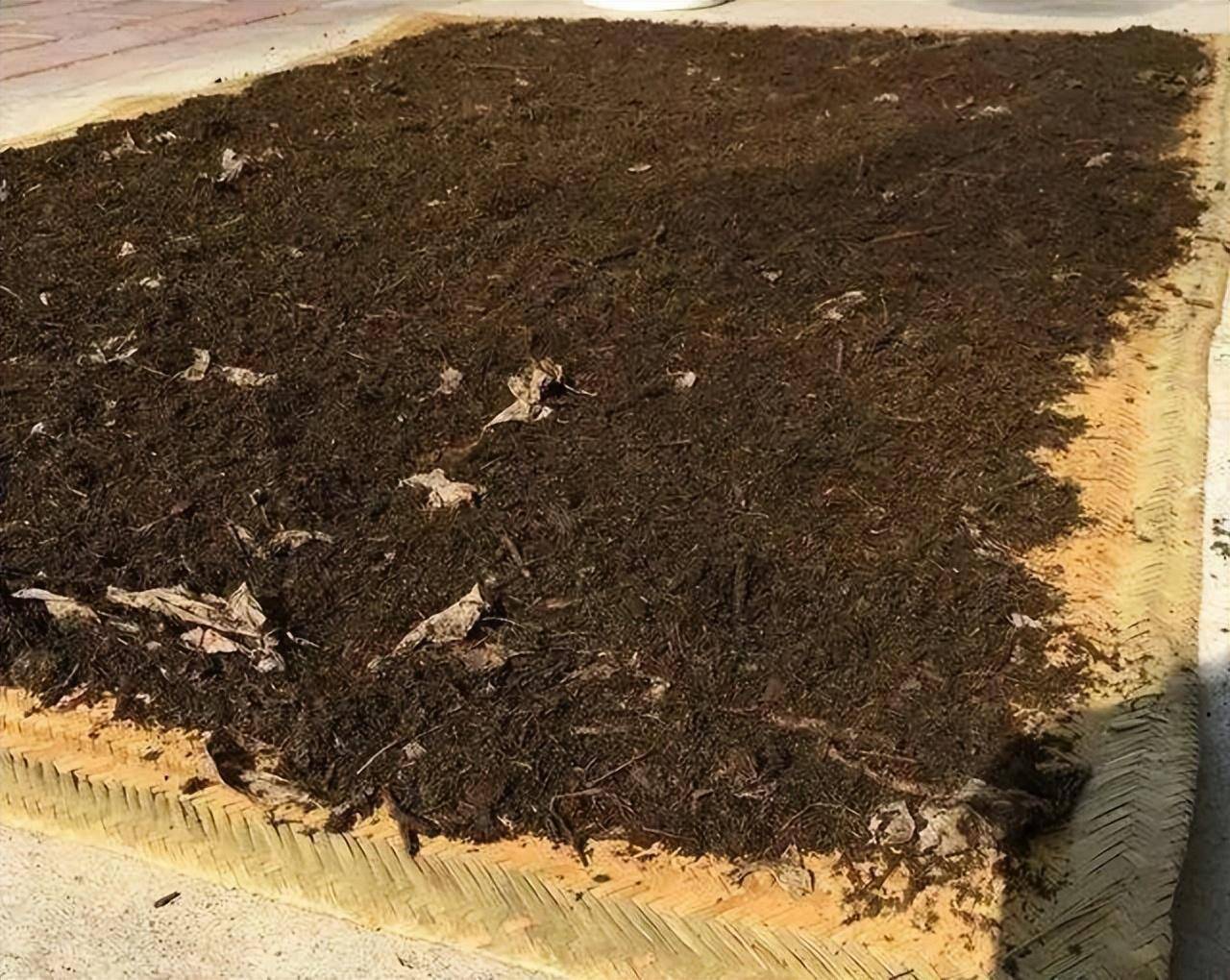 养君子兰,就用3种"土",植株长得旺,养出大绿扇_土壤_叶土_松针