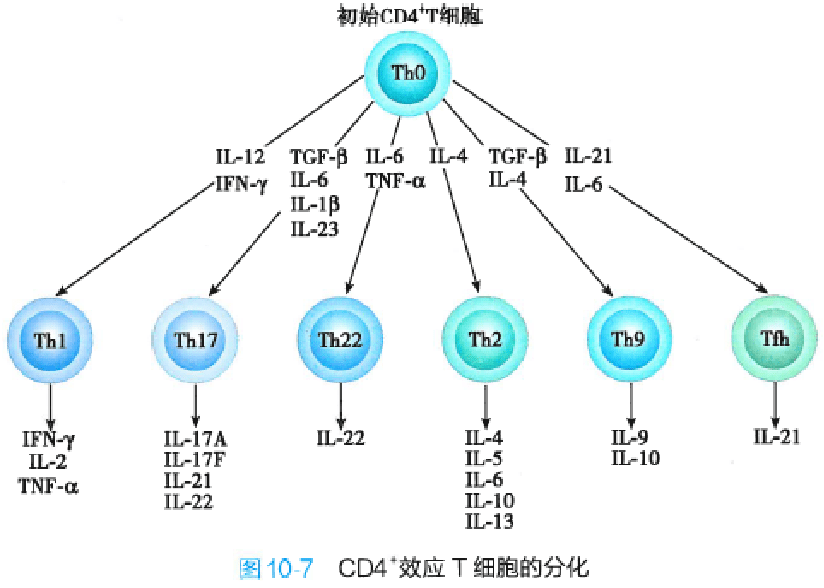 免疫小课堂-T细胞的分类及功能_搜狐网