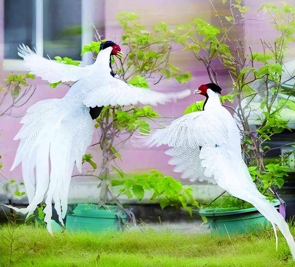 市民在山间拍到"白凤凰",真实身份揭晓_白鹇_自然保护区_漳州