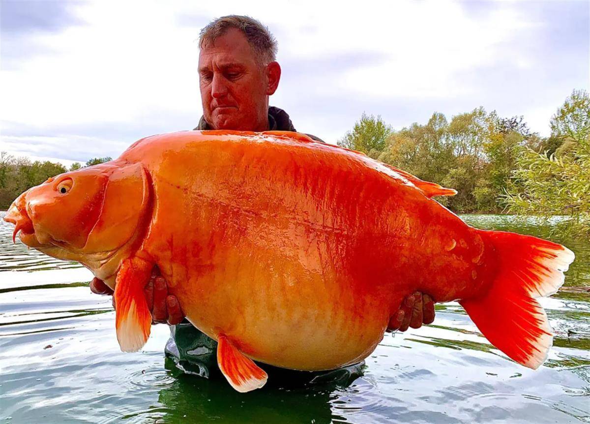 世界上最大的金鱼被钓上岸，重30公斤，已活了20年