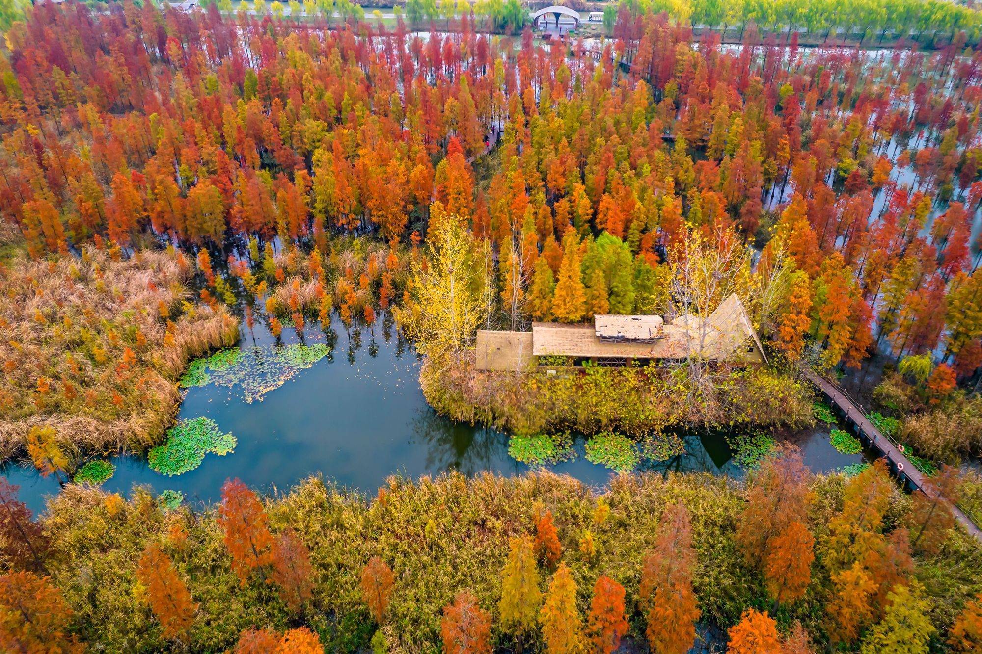 池杉湖湿地公园吃饭图片