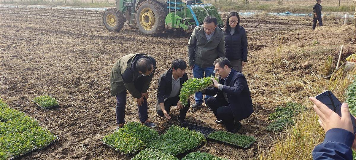 冬闲田油菜轻简化高效生产观摩会在当阳举办_技术_机械_农业