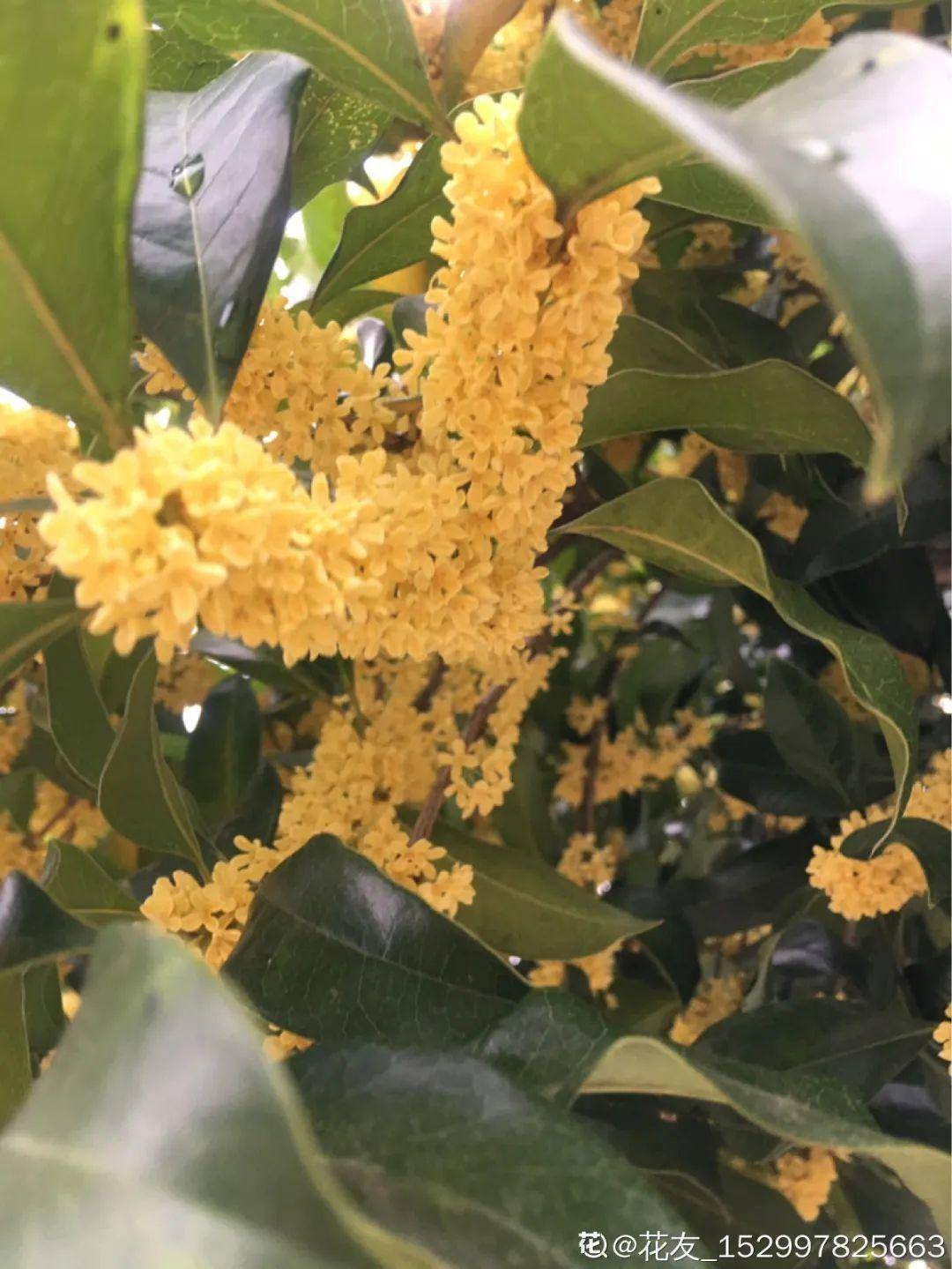 桂花一挪就死,养在大门口,10年就是传家宝!_开花_花友_叶子上