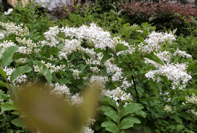 他给26种国花,各写了一首打油诗,太有才了!_也门_象征_素馨花