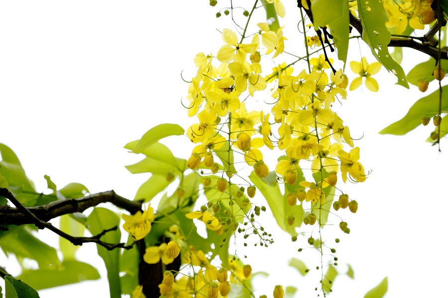 他给26种国花,各写了一首打油诗,太有才了!_也门_象征_素馨花