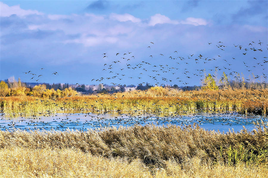 查干屯格乡野鸭湖成为候鸟的"越冬天堂"
