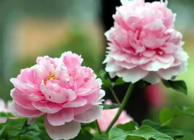 台湾省城市市花台北市——杜鹃花高雄市——朱槿嘉义市——玉兰彰化市