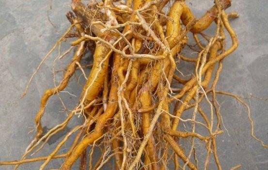 效果_杜仲根_进行