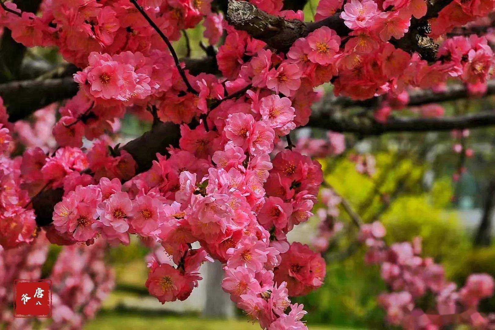 放一地情花,覆盖一片青瓦,只见红梅花在怒放,开得