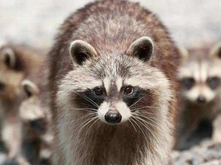 蜜袋鼯可爱or暴躁747474你以为"异宠"是什么样子的?