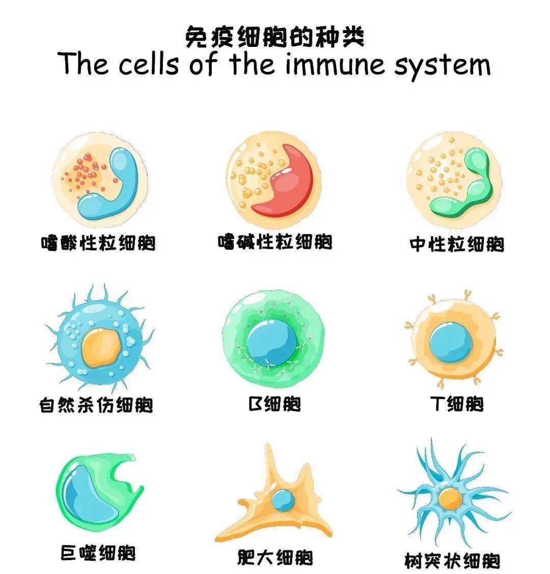 免疫细胞是人体的清洁工,干细胞是人体的修理工