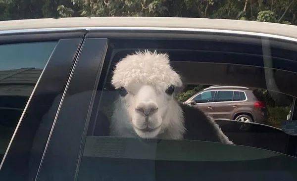 羊驼坐轿车后座跟着饲主上街兜风,网友:这狗狗怎么特别大只?