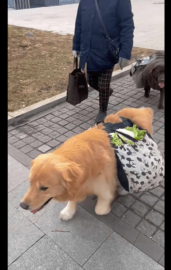 老奶奶让两只狗狗帮忙驮菜,网友评论两极化,还恶意攻击主人!