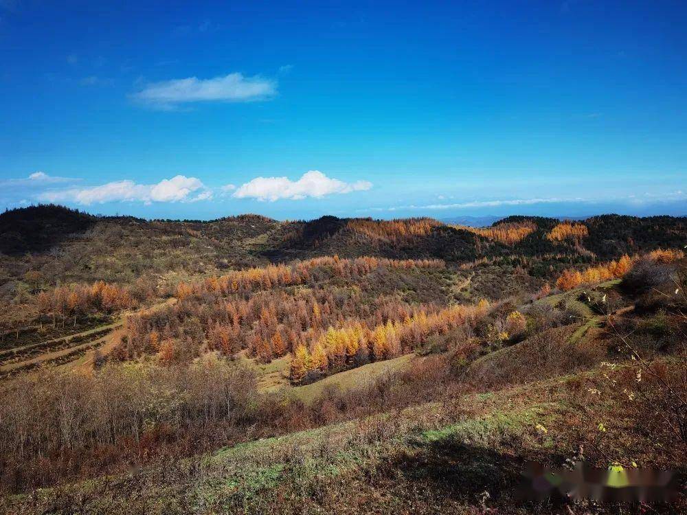 色彩斑斓,锦绣交织!陇原初冬美景"拍了拍"你_甘肃_红叶_天水