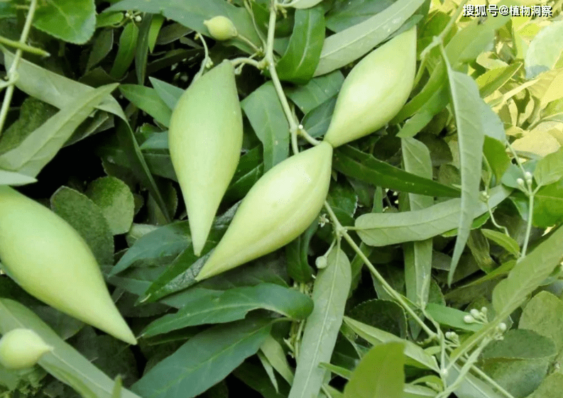 农村1种植物,人称地梢瓜,茎折断有白色乳汁,价值极高!_果实_野果_时候