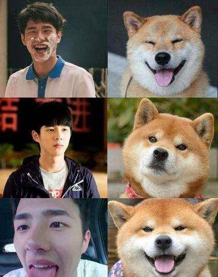 粉丝中竟然钻出柴犬,狗狗和刘昊然的表情都亮了_唐人街_网友_王宝强