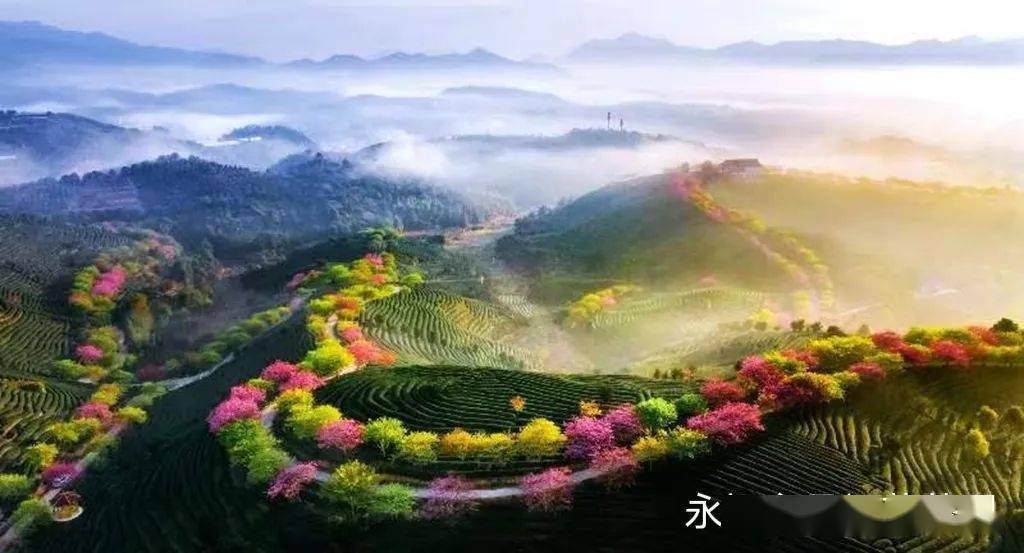 打卡漳平 | 花乡永福 茶绿樱红 第16期_摄影_樱花_高山茶