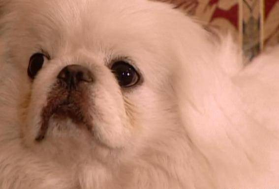 乐乐这只叫乐乐的狗,在如萍有心事时,扮演的是倾听者的角色而老太太和