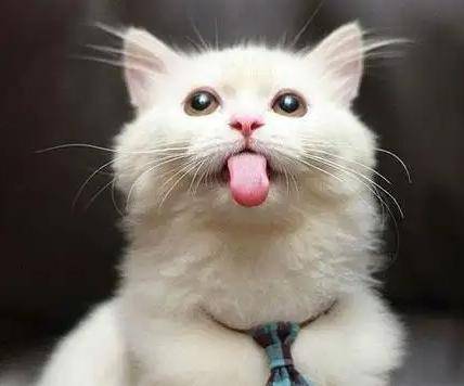 猫咪跟狗一样吐舌头,是不是太热了,警惕猫咪应激和口腔疾病