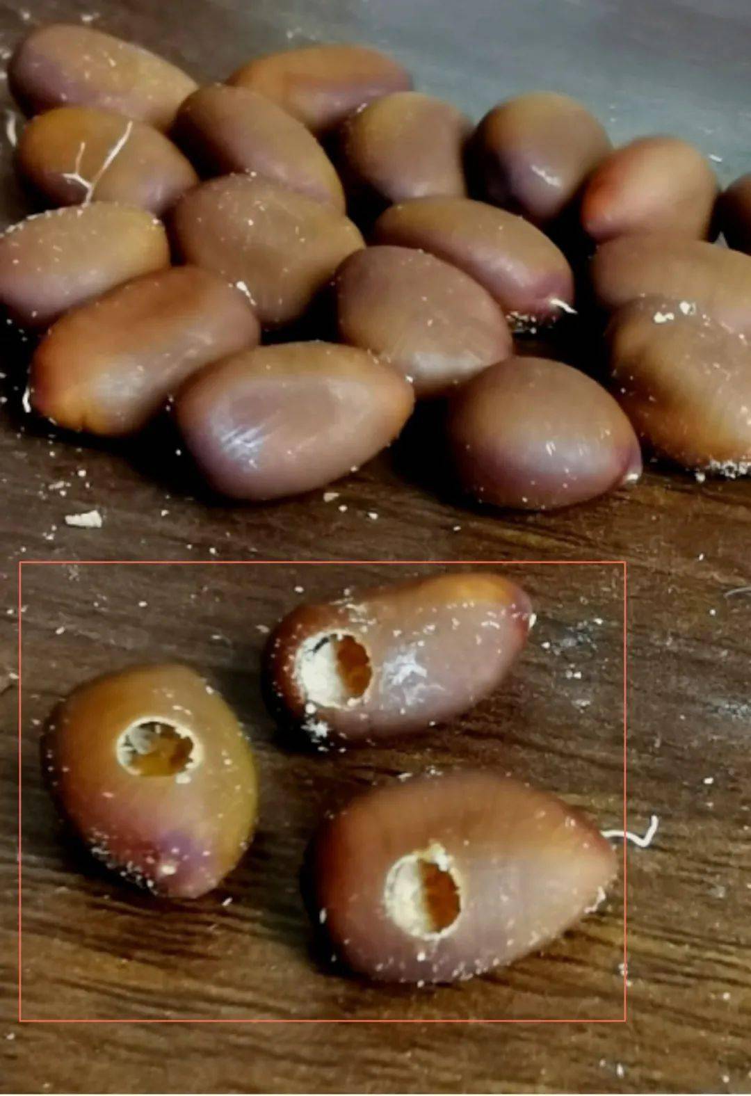 豆象虫幼虫图片