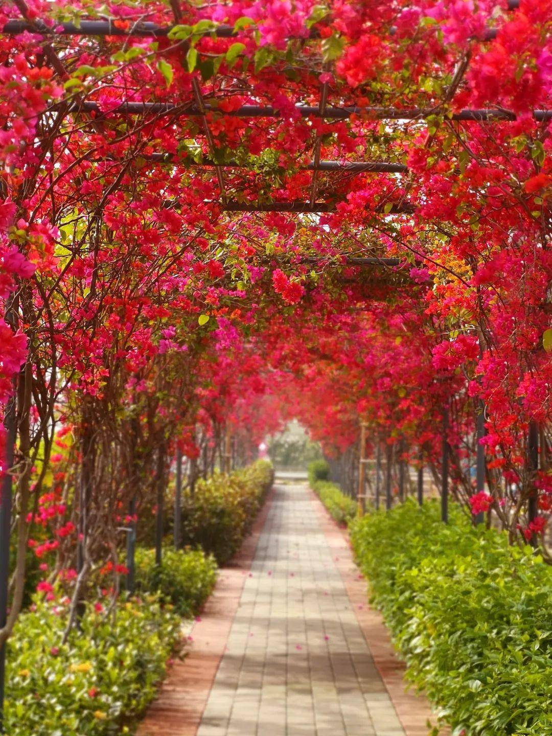 拍照打卡,让人流连忘返旖旎瑰丽的玫瑰花田绯红娇艳的三角梅长廊每年