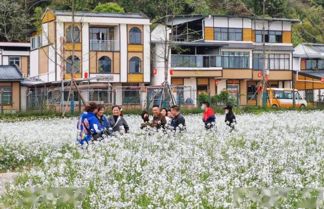 射洪双江村花海图片