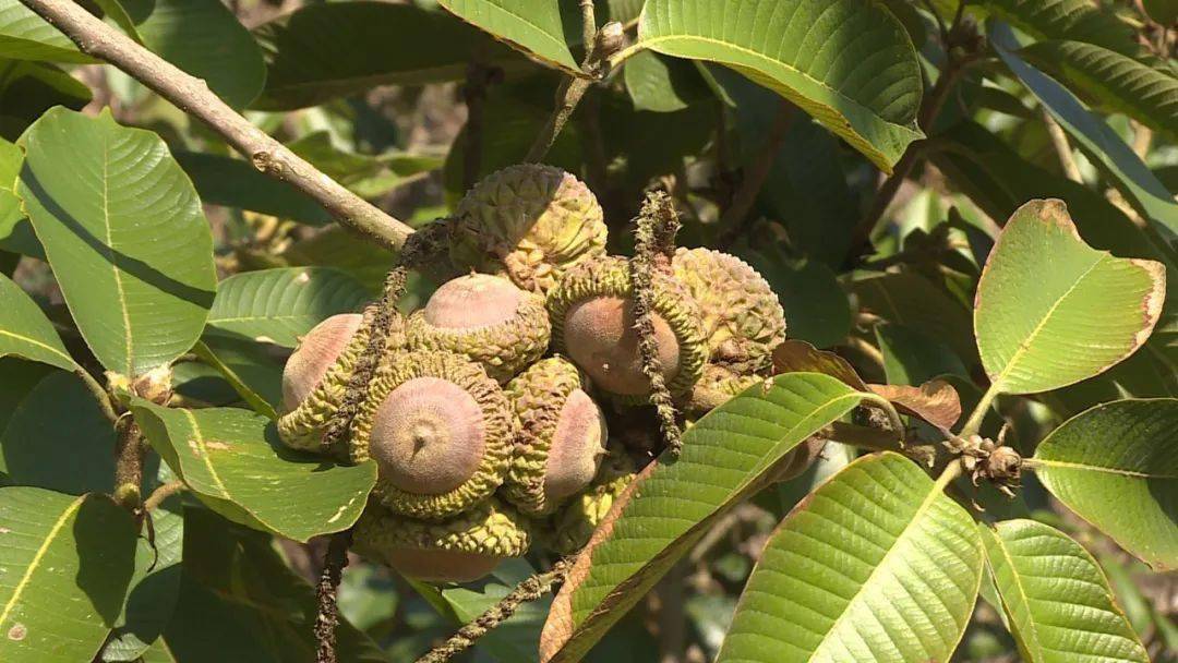 客家地区有种野果竟然叫"风流果"?