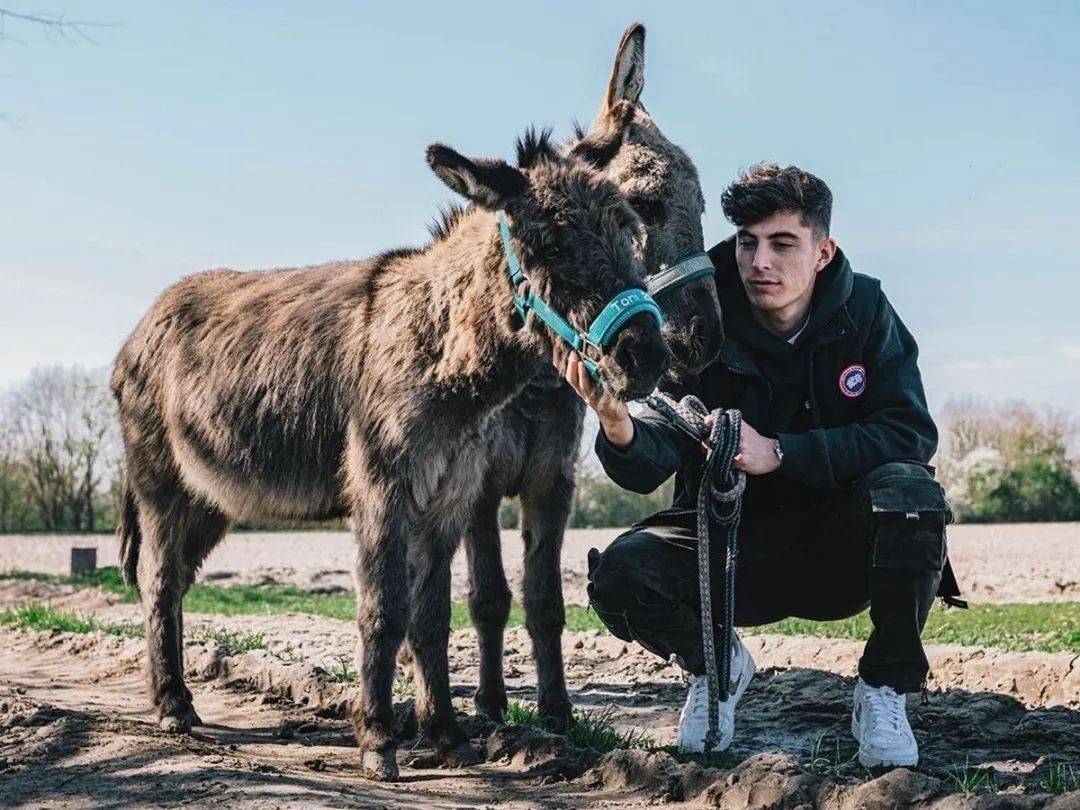 帅哥的爱好除了弹钢琴,就是养驴,他说驴是他最爱的动物,梦想是拥有