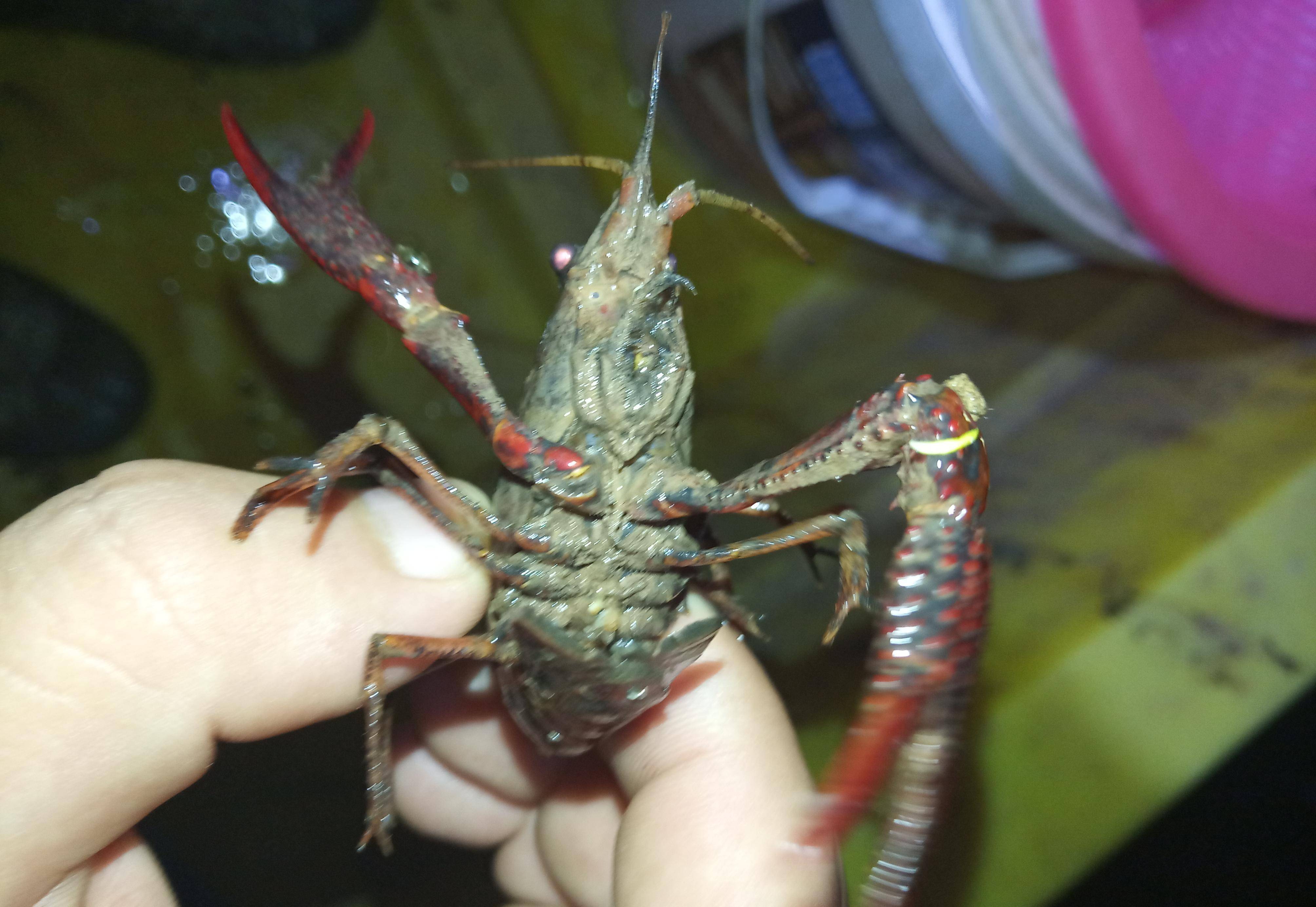 龙虾产卵孵化的季节,由于自然繁殖的原因,冬季成虾普遍是上面讲的铁壳