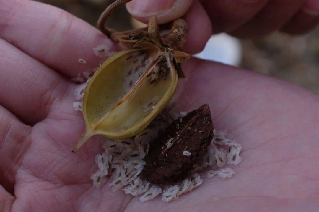 栾树的蒴果鹅掌楸的种子大老远从福建捡回来木麻黄树的种子,从东北捡