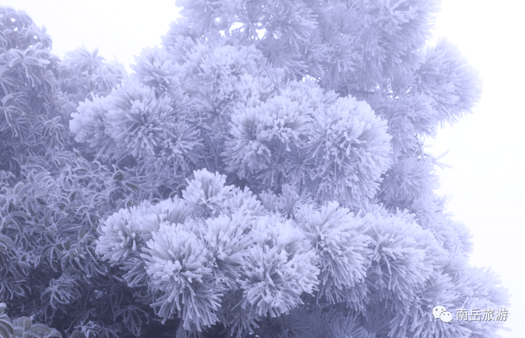 下雪了!南岳迎来今年第一场雾凇_衡山_全国_冰花