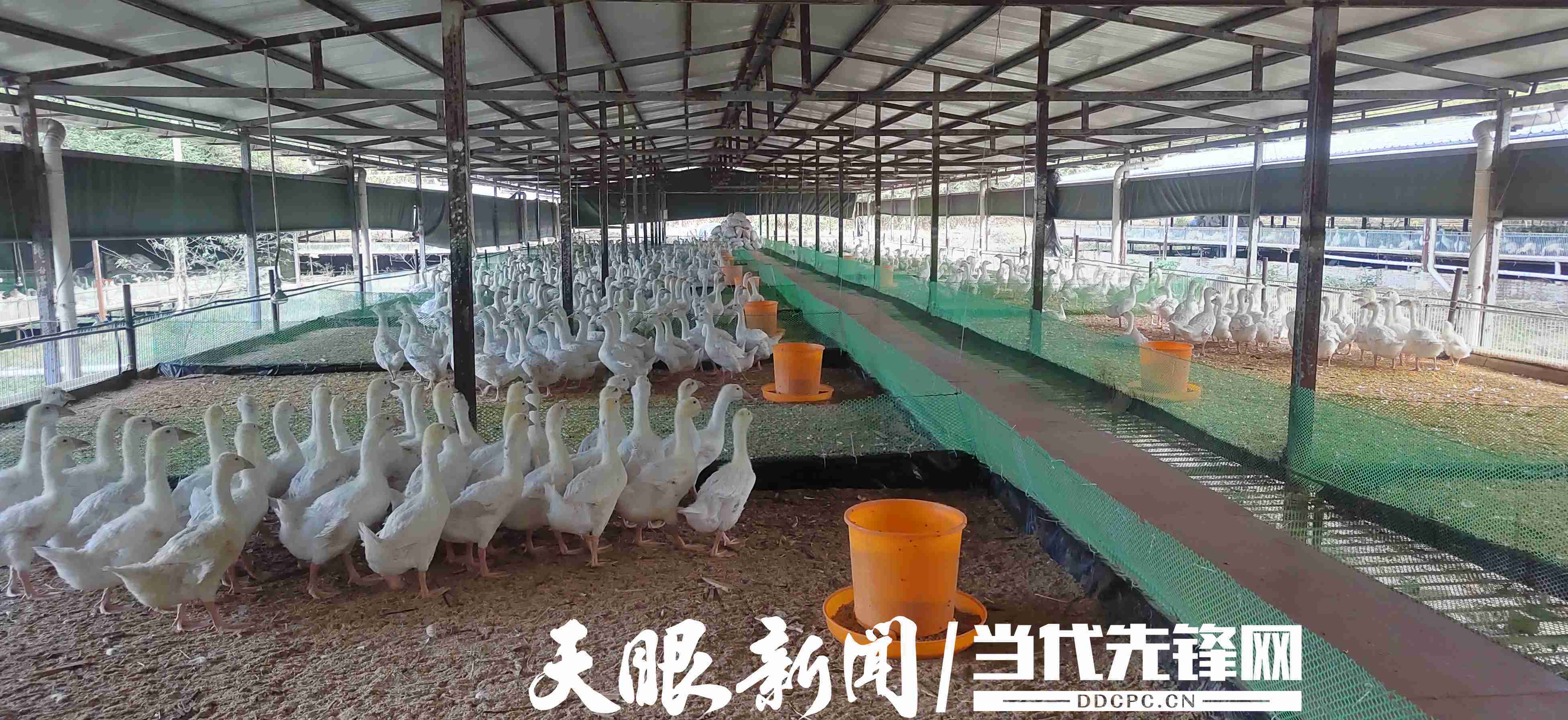 锦屏:特色商品鹅促增收_养殖_示范_草料