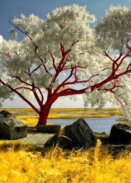 罕见情人树,从未见过的深情,从未看过的美丽!_才能_生活_孩子