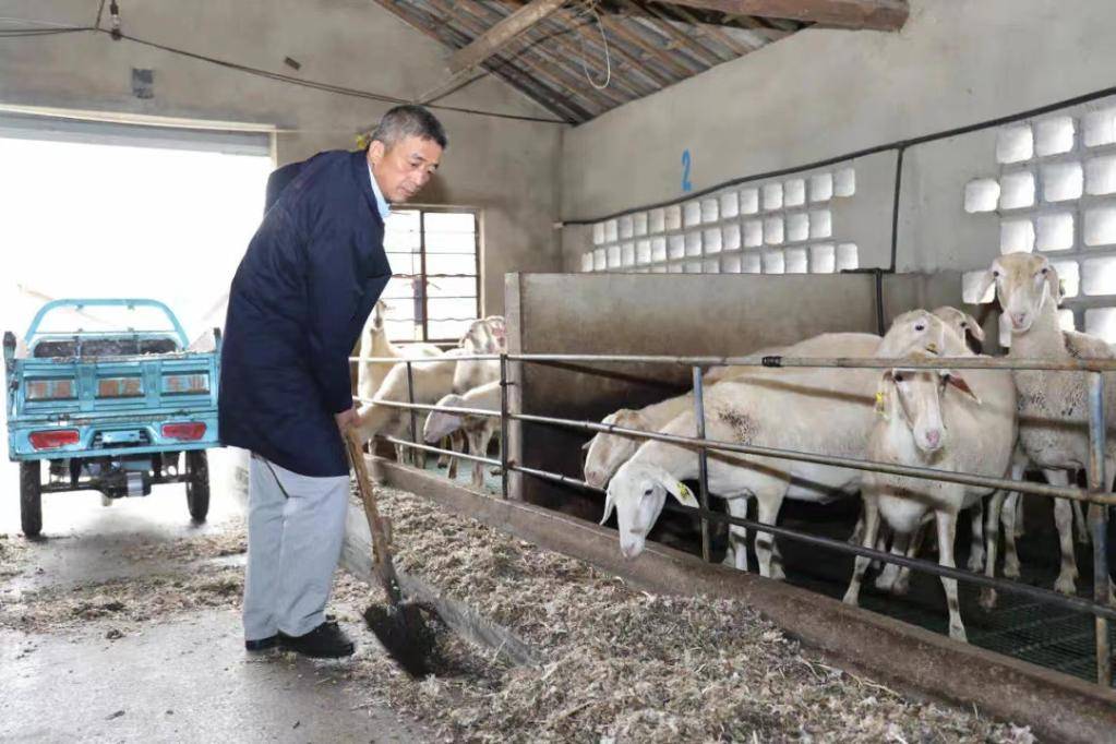 羊倌成了“羊教授” 他要把这份事业一直干下去_项继忠_湖羊_养殖