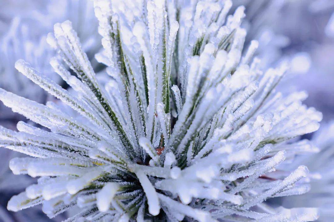 下雪了!南岳迎来今年第一场雾凇_衡山_全国_冰花