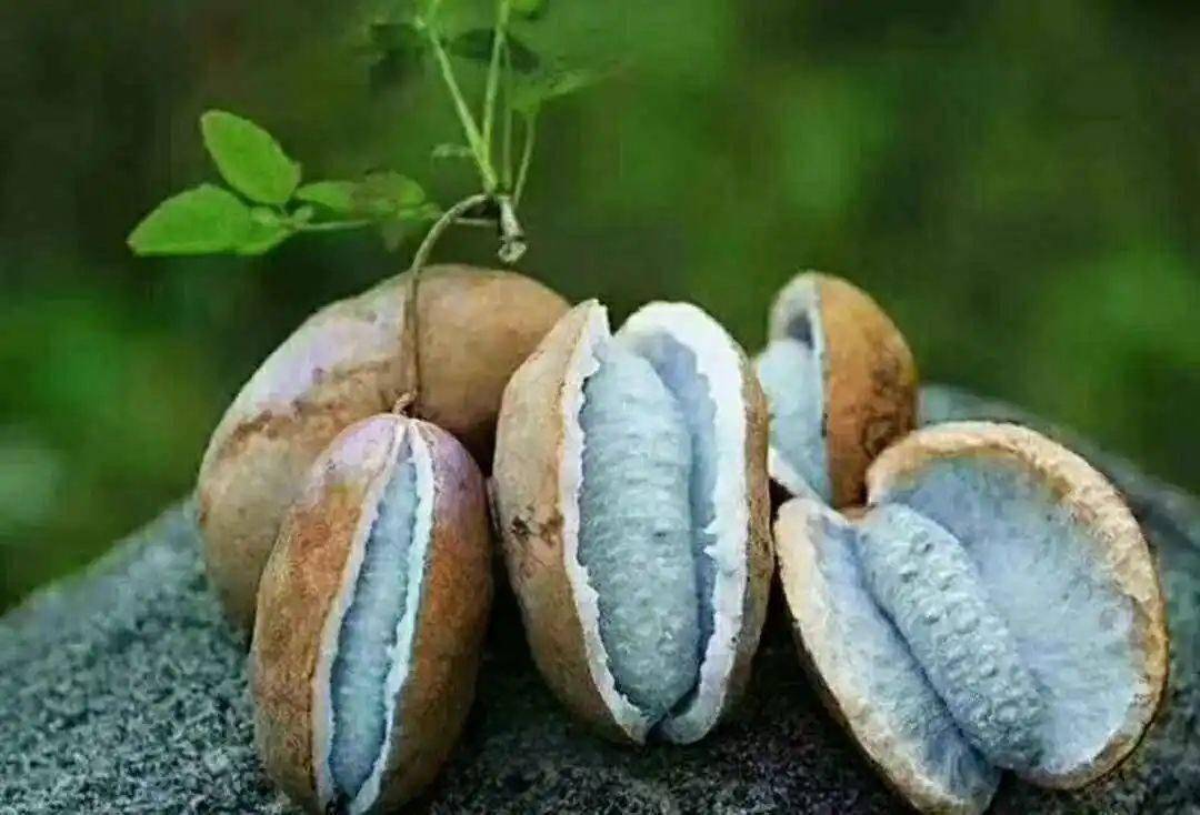 南方农村14种野果,你吃过几种啊?是否认识和记得它们的名字?