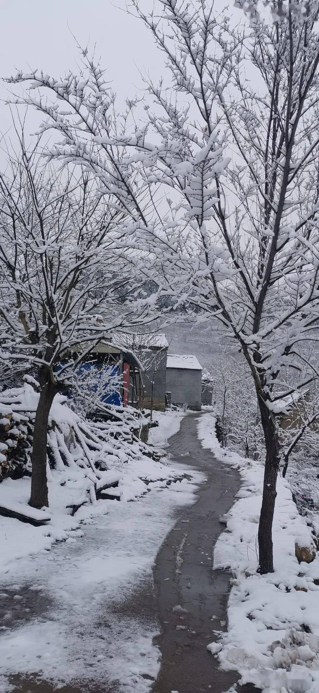 屏边大围山雪景图片