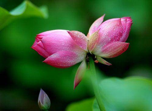 网友发现,南京玄武湖又一株并蒂莲开了,这种植物的生长周期是什么?