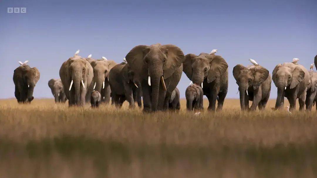 宝藏纪实丨看《王朝第二季》引人入胜的动物家族故事!