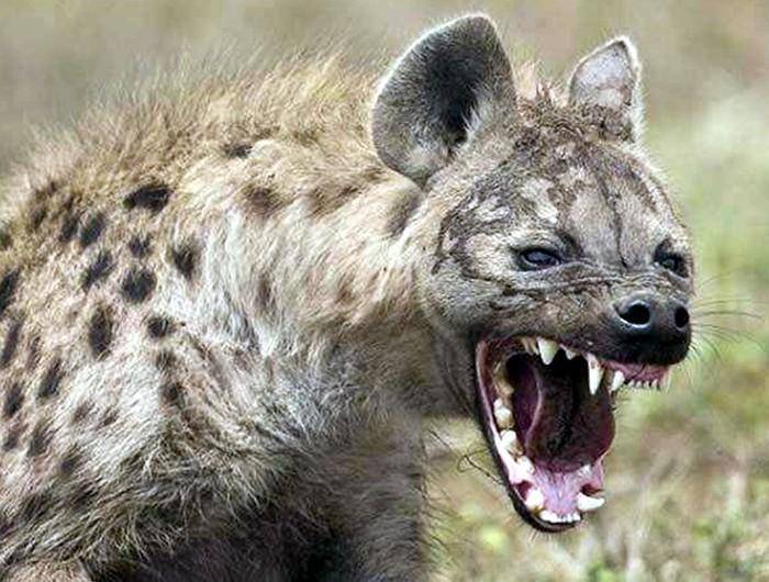 "非洲二姐"斑鬣狗被低估了_体型_猎物_狮子