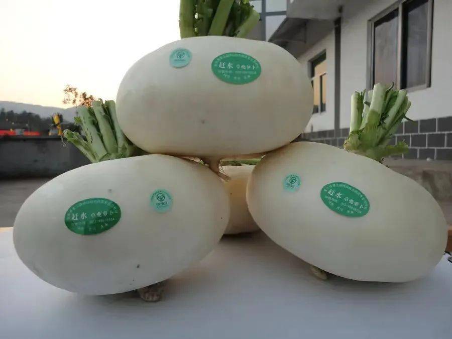 【预售】赶水草蔸萝卜每斤仅需9毛9,全城免费配送!