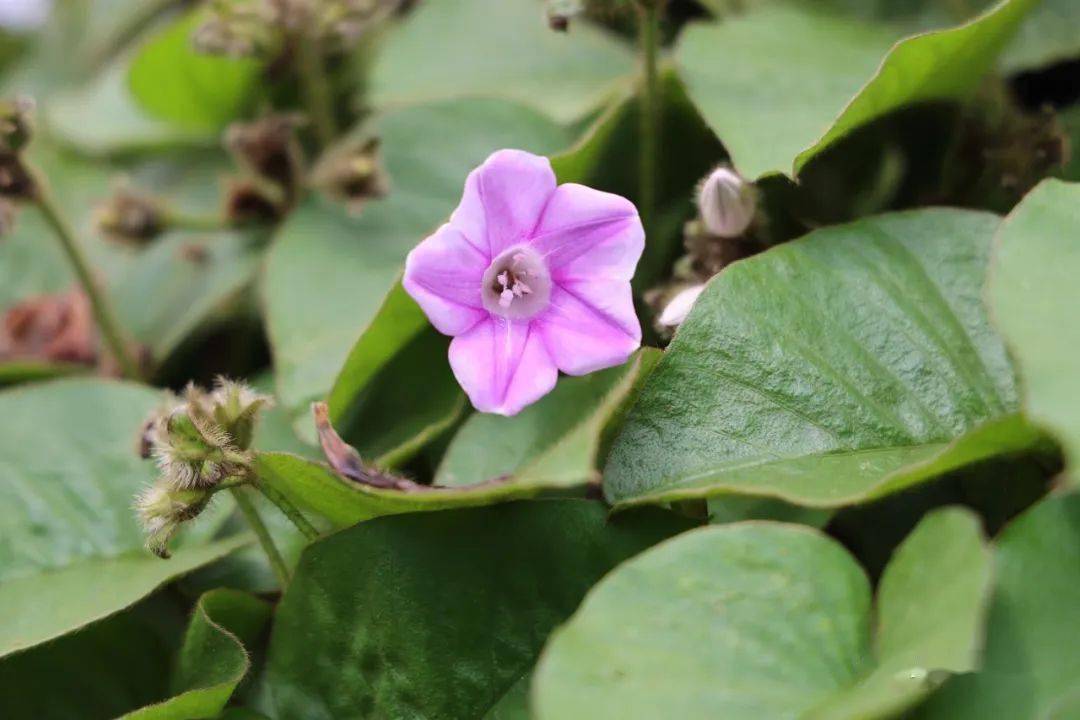 十二月花訊丨再次相遇 盡在不言中_華南_植物園_花卉