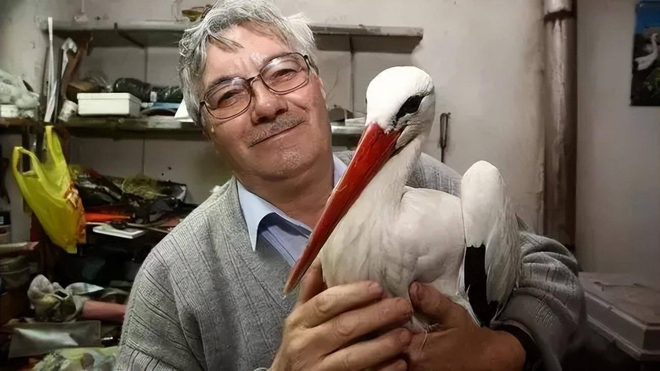 飞行16000公里相聚,异地恋16年,两只白鹳的爱情,泪目_玛丽娜_老人